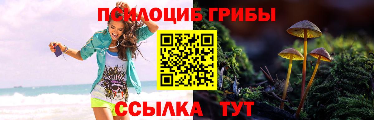 Галлюциногенные грибы Psilocybe Аксай